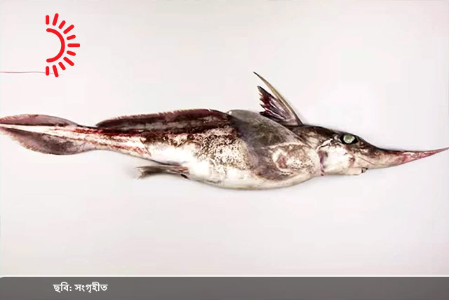 নতুন প্রজাতির ‘ভূত মাছ’