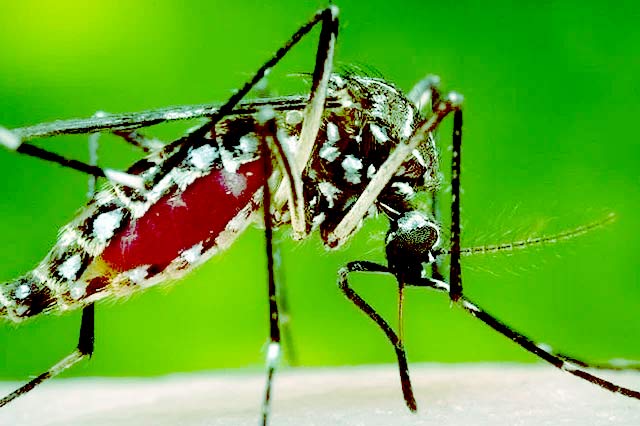 ডেঙ্গু প্রতিরোধে কার্যকর পদক্ষেপ