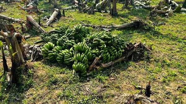 জামালপুরে পূর্ব শত্রুতার জেরে ৯৫০ কলাগাছ কেটে ধ্বংস!