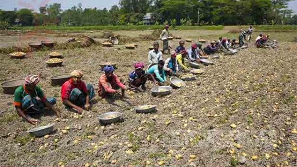 হোমনায় আলু