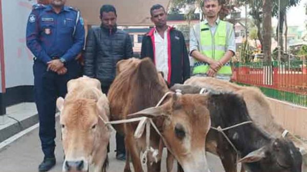 শ্রীমঙ্গলে চুরি হওয়া ৪ গরু উদ্ধার