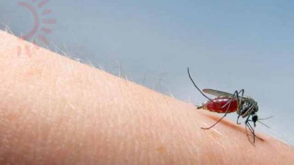 মশার রাজত্ব