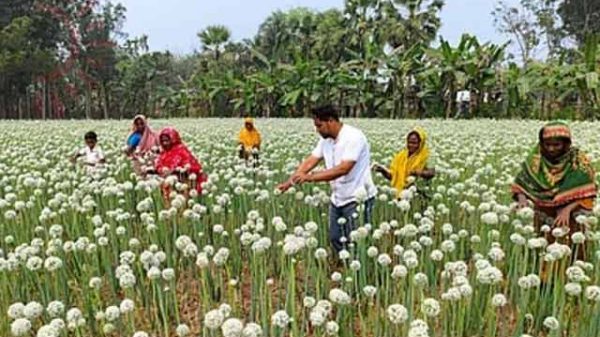 পেঁয়াজের বীজে স্বপ্ন