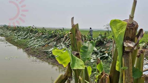 কলাগাছ কাটার অভিযোগ