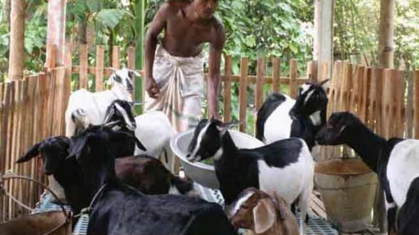 ছাগল পালন