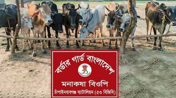 ১০টি গরু