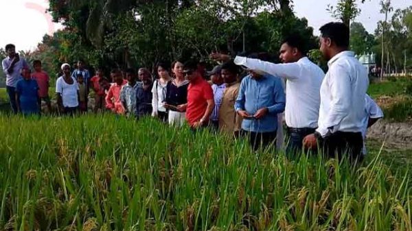 ‘আপন’ ধানে চমক