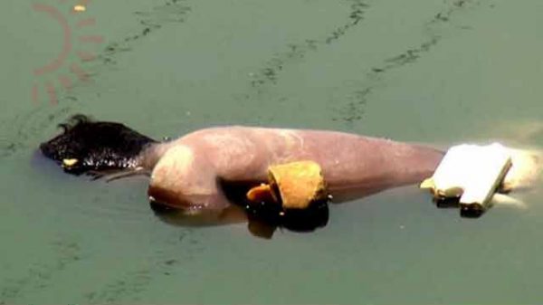 লাশ উদ্ধার