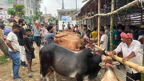 গরুর হাট