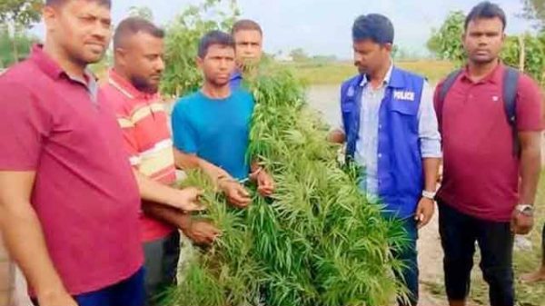 নিজ আঙিনায় গাঁজার চাষ, পুলিশের হাতে আলম!