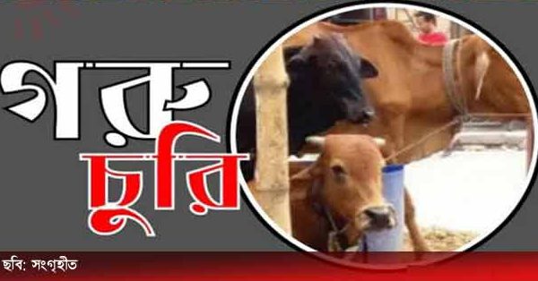 গরু চুরি