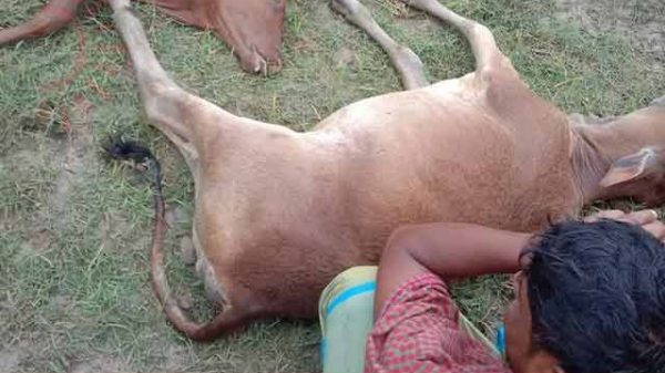 কৃষকের গরুর মৃত্যু