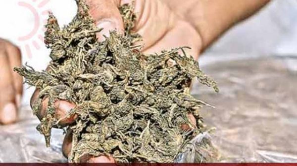 ১৫ কেজি গাজা