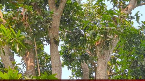 রাজবাড়ীর কালুখালী