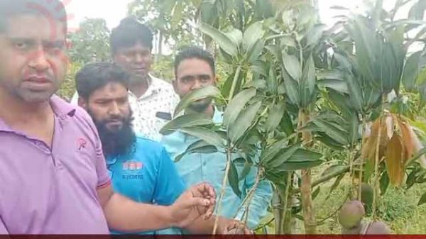 চাঁপাইয়ের মাটিতে রঙিন জাতের আম