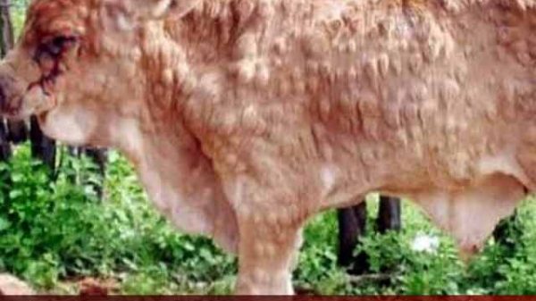 প্রাণী সম্পদ অধিদপ্তর