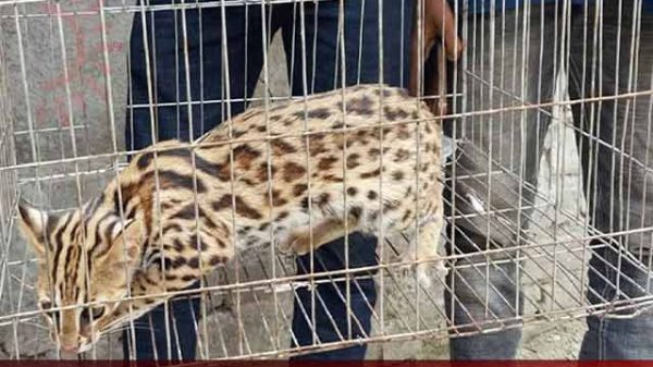 মেছো বাঘ