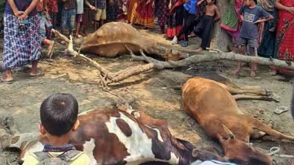 গাভীর মর্মান্তিক মৃত্যু