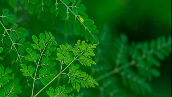 শজনে এখন চুলের রানি