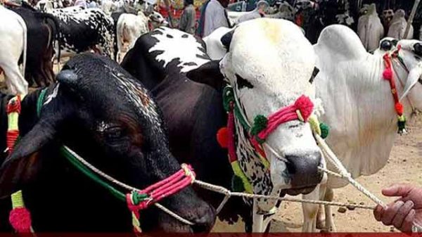 রাজশাহীতে কোরবানির রেকর্ড