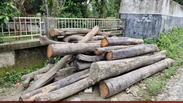 জোরপূর্বক কাটা সরকারি গাছ উদ্বার