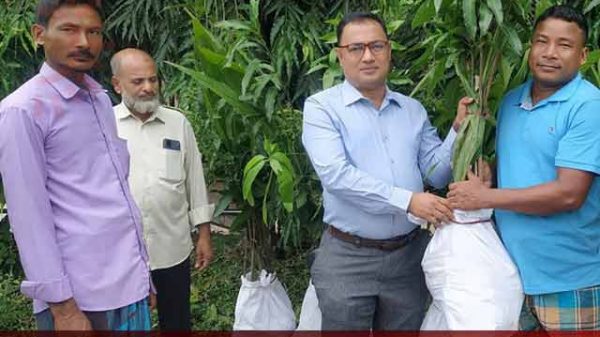 মাটিরাঙ্গায় ফলের চারা