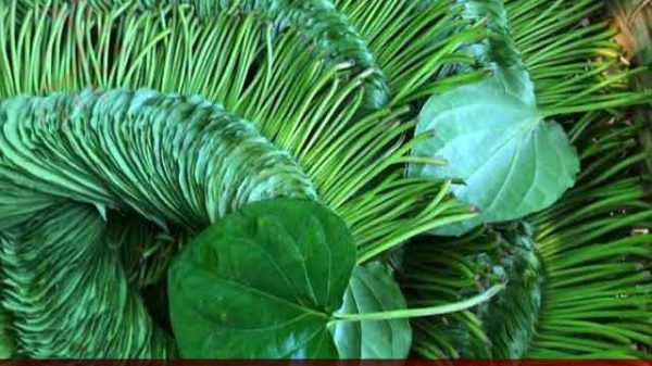 রাজশাহীর মিষ্টি পানের চাহিদা সবচেয়ে বেশী