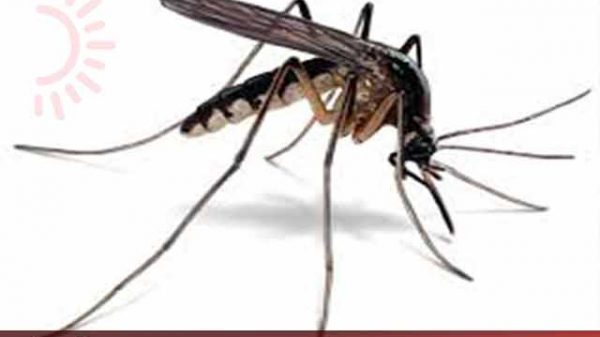 মশার কোন উষধ দিচ্ছে না রাসিক