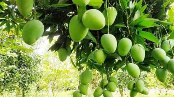 মৌসুম শেষে বরেন্দ্রে কাটিমন আমের চমক