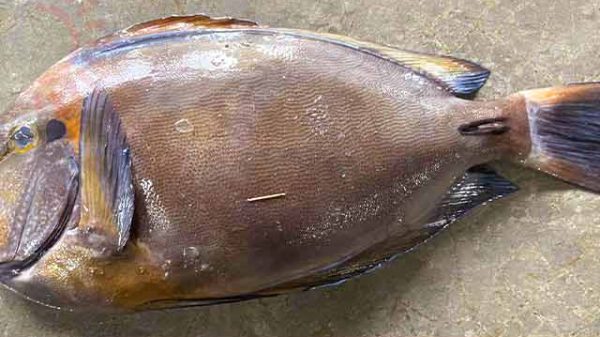 ব্রাউন সার্জনফিশ