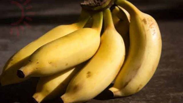 সবরি কলা