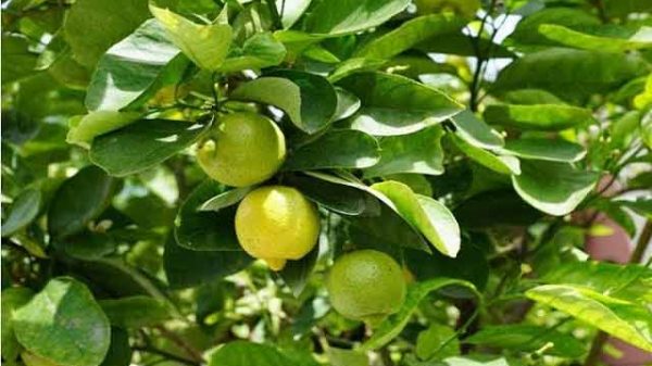 সুস্থ থাকতে লেবুপাতার ৮ জাদুকরী উপকারিতা!