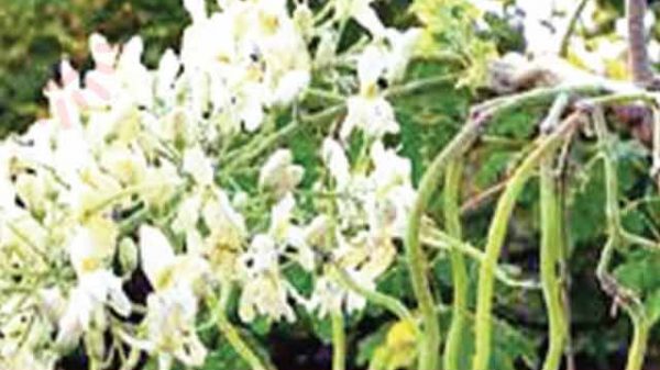 সজনে ডাঁটা