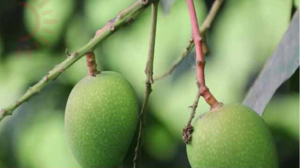 হিটস্ট্রোক ঠেকাবে কাঁচা আম