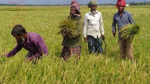 লাভের বদলে লোকসান!