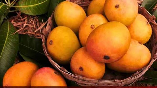 আম খাওয়া