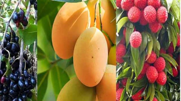 গ্রীষ্মের আম-লিচু