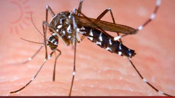 ডেঙ্গুতে নতুন আক্রান্ত
