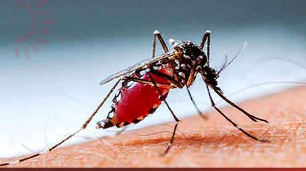 ২৪ ঘণ্টায় ডেঙ্গু