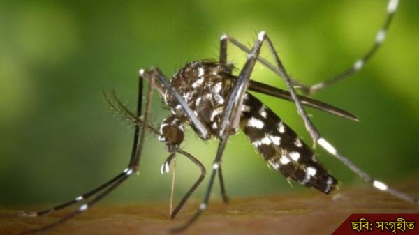 স্বাস্থ্য অধিদপ্তর জানালো: ২৪ ঘণ্টায় ডেঙ্গু হালকা