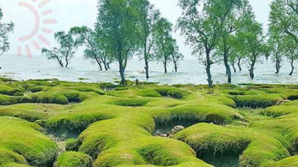 গুলিয়াখালী সৈকত